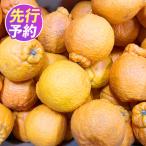 不知火 デコポンと同品種 ご 約4kg