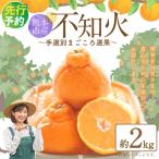 デコポン 約2kg