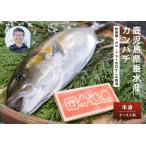 C3-6402 カンパチ 半身 甘口さしみ醤油付き