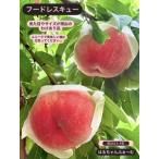 ふるさと納税 見た目が理由の訳あり桃 約2kg(5〜9玉)【2026年発送】(HCF)A07-845 訳あり 桃 フルーツ 山梨県甲州市
