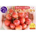ふるさと納税 【宿沢フルーツ農園】さくらんぼ狩り『VIPコース』ペアチケットお土産付き約300g(1箱付き)(SF)D-145【さくらんぼ サクランボ .. 山梨県甲州市