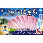 ふるさと納税 ハマチ 【くら寿司】 オーガニックはまち 1尾 ロイン（皮無し）※2025年12月下旬〜順次発送【kura006A】  和歌山県由良町