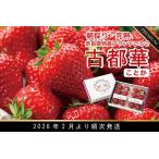 ふるさと納税 先行予約 数量限定 朝採り 古都華 完熟 2月より順次発送奈良県特産 朝採り高級ブランドいちご「古都華」 // いちご イチゴ 古都華 .. 奈良県広陵町