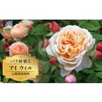 ショッピング薔薇 ふるさと納税 バラ鉢植え「アイ ウィル」 SWBD001｜バラ鉢植え ローズ 薔薇 バラ ガーデニング バラ鉢植え ローズ 薔薇 バラ ガーデニング バラ.. 山梨県昭和町