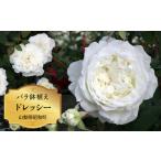 バラ鉢植え ドレッシー SWBD003