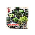 多肉植物特選ハオルチア ガステリア リプサリス3種