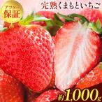 完熟くまもといちご 1kg