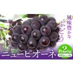 ニューピオーネ 1房480g以上 約2kg