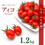 大家ファームのミニトマト アイコ 1.2kg