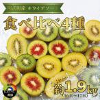 ふるさと納税 キウイ フルーツ 食べ比べセット 約1.9kg （ 4種アソート ） 阿武町産 希少品種を厳選！ 旬の味 を堪能 フルーツ 果物 デザート 山.. 山口県阿武町