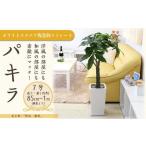 fu.... налог [ декоративное растение ] pakira 7 номер белый квадратное керамика горшок распорка высота : примерно 85cm~1m внутри вне ( горшок низ ..) l декоративное растение pakira горшок есть Fukuoka префектура . передний блок 