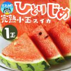 すいか 和歌山の小玉すいか ひとりじめ 約1.8kg