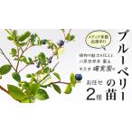 ふるさと納税 ブルーベリー の 苗 2品種セット （品種おまかせ） ラビットアイ系 ハイブッシュ系サザン サザンハイブッシュ系 苗 庭木 果樹 ガー.. 茨城県牛久市