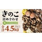 きのこの詰め合わせ Mサイズ 約1.5kg