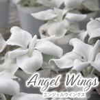 鉢物 セネシオ エンジェルウイングス 2.5寸×6鉢