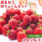 いちご 2027年発送 あまおうボリュームセット