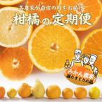 みかん 旬の柑橘 ミカン 蜜柑 柑橘 柑橘定期便