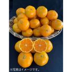 有田みかん 約5kg