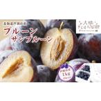 ふるさと納税 プルーン 北海道 サンプルーン 1kg 大橋さくらんぼ園 生 フルーツ 果物 秋 旬 旬のフルーツ 旬の果物 お取り寄せ 取り寄せ 産地直.. 北海道芦別市