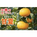 第一マルエムの甘夏 10kg