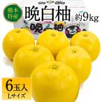 晩白柚 ばんぺいゆ Lサイズ 6玉