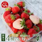 産いちご 詰め合わせ 約260g×4パック