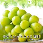 ぶどう 2026年 ブラックビート 約600g×1房