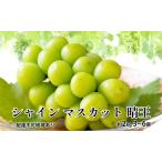 ぶどう 2026年 シャイン マスカット 晴王 約2kg