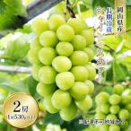 ぶどう 2026年 長期冷蔵 シャイン マスカット 2房入り