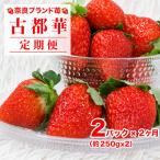 いちご 古都華 250g×2パック