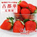 いちご 古都華 250g×6パック