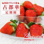 いちご 古都華 250g×2パック