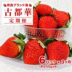 いちご 古都華 250g×6パック