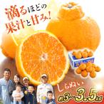 不知火 約3kg