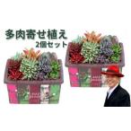 多肉寄せ植えハッピーホーム 2個セット