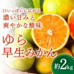\光センサー選別 \農家直送 甘くて濃厚