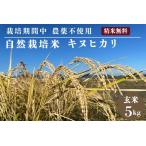 自然栽培米 キヌヒカリ 玄米 5kg