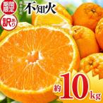 ご 不知火 約 10kg