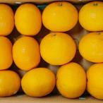 B235-08 マルタの甘夏みかん約4kg