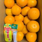 B237-14 マルタの紅甘夏みかん約10kg