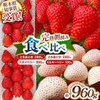 栃木のいちご4品種 食べ比べセット いちご