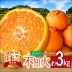 不知火 約3kg
