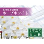 コチョウラン3本立て