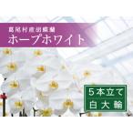 コチョウラン5本立て