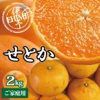 訳あり せとか 2kg
