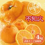 訳あり 不知火 約4kg