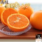 主井農園 高級 清見オレンジ 約2kg