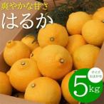 爽やかな甘さ どの坂果樹園のはるかみかん 約5kg