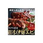 ふるさと納税 【 先行予約 2026年度発送】 特選 活 伊勢海老 2尾 約500~550g 伊勢海老 イセエビ 千葉県旭市