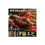 特選 活 伊勢海老 6尾